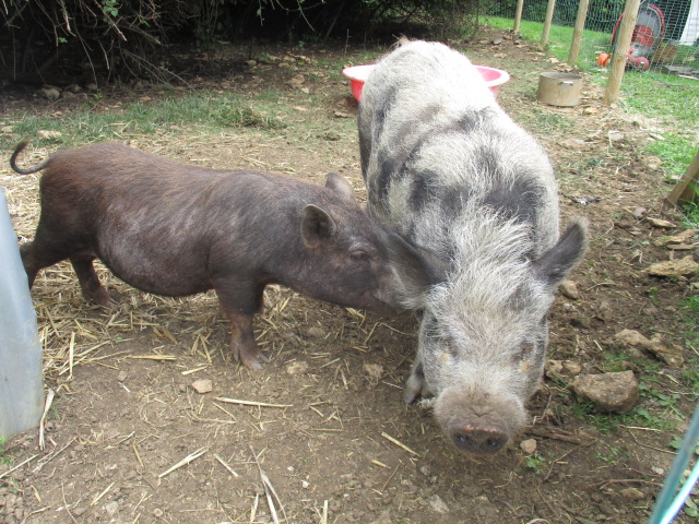 Corsham Primary pigs - Percy and Pumpkin